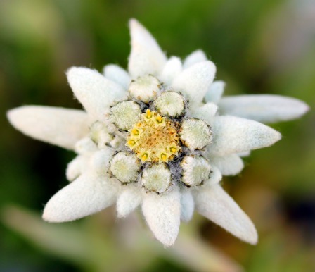 Edelweiss Flower