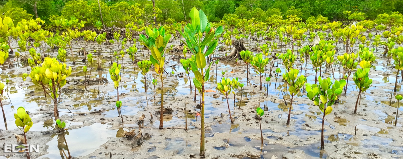 Eric Sturdza Investments to plant 65,000 mangrove trees in Madagascar