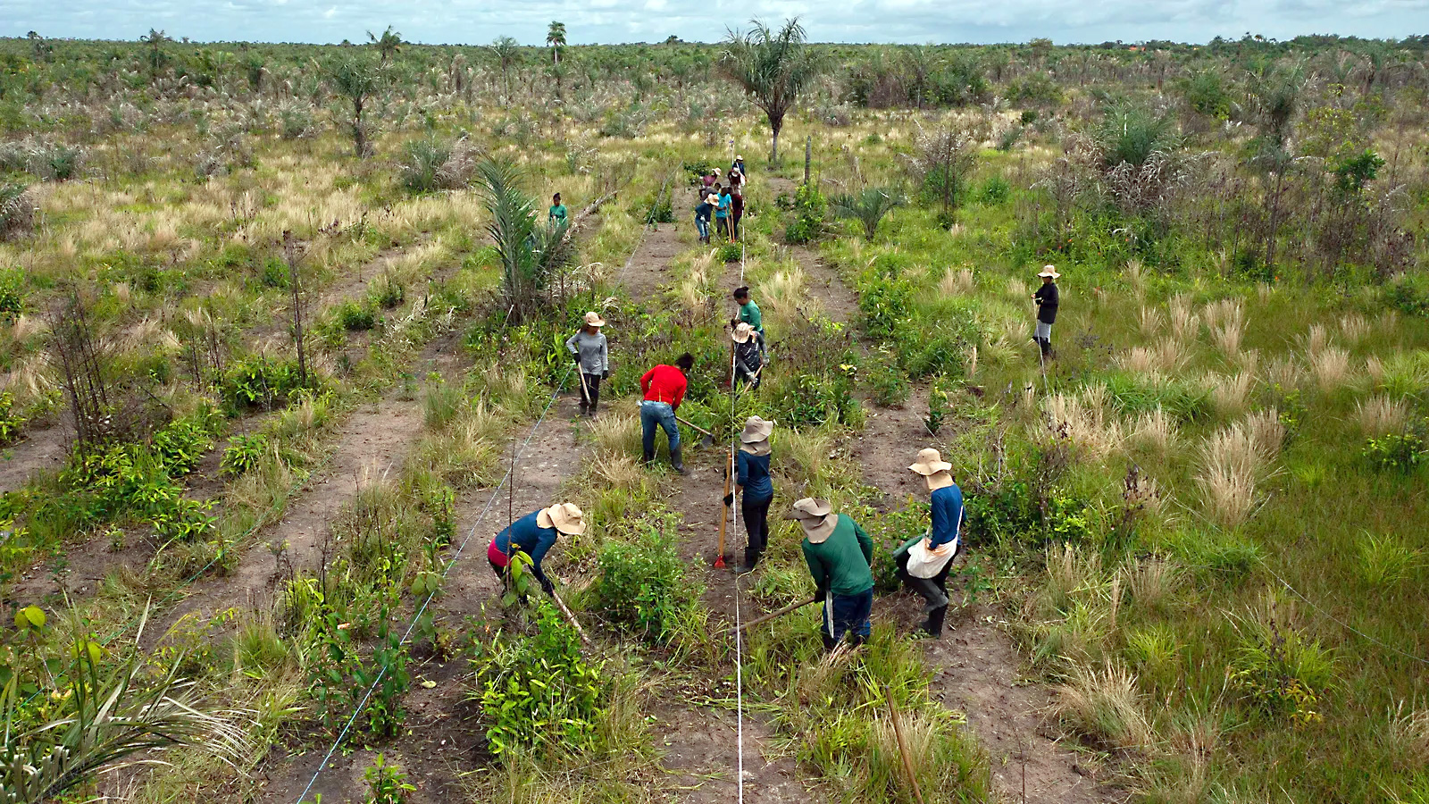 Eden Reforestation Projects: The Eden team working to restore a deforested portion of the Amazon rainforest.